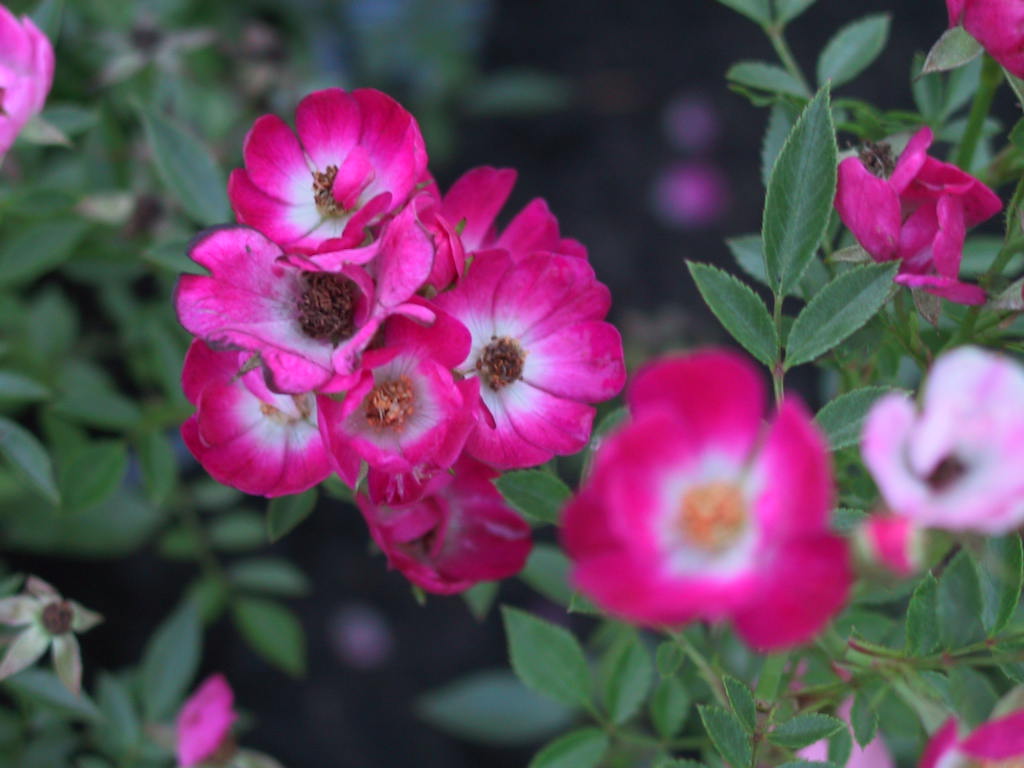 Rosa moschata Darlia.jpg